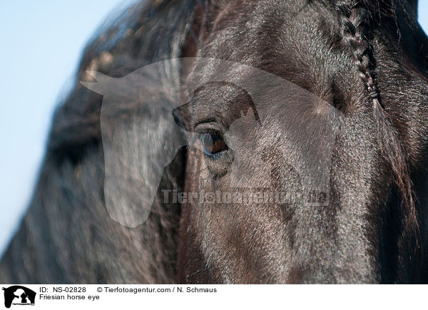 Friesian horse eye / NS-02828