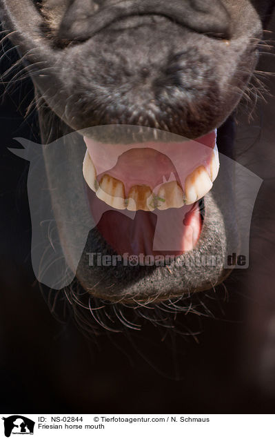 Friesian horse mouth / NS-02844