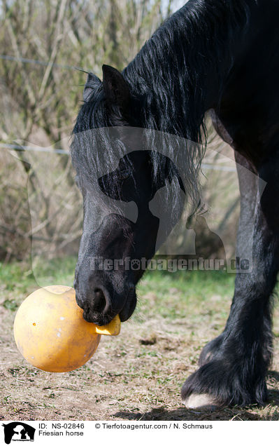Friesian horse / NS-02846
