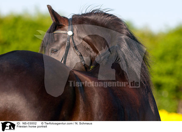 Friesian horse portrait / NS-03002