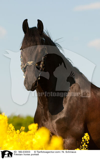 Friesian horse portrait / NS-03003
