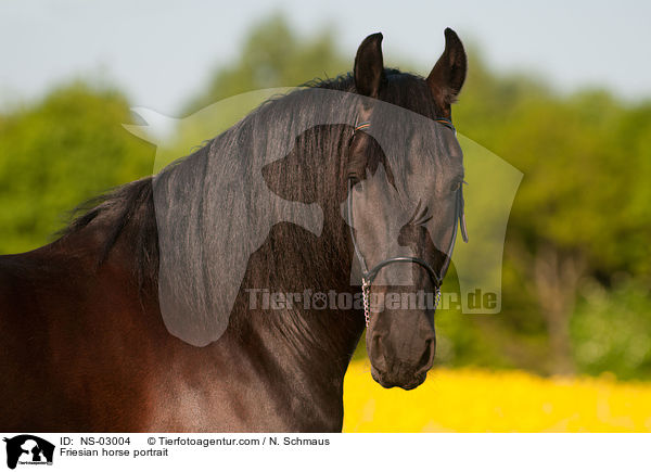 Friesian horse portrait / NS-03004