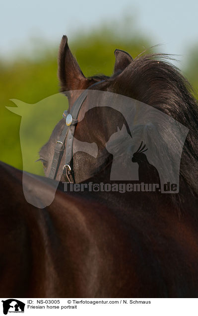Friesian horse portrait / NS-03005