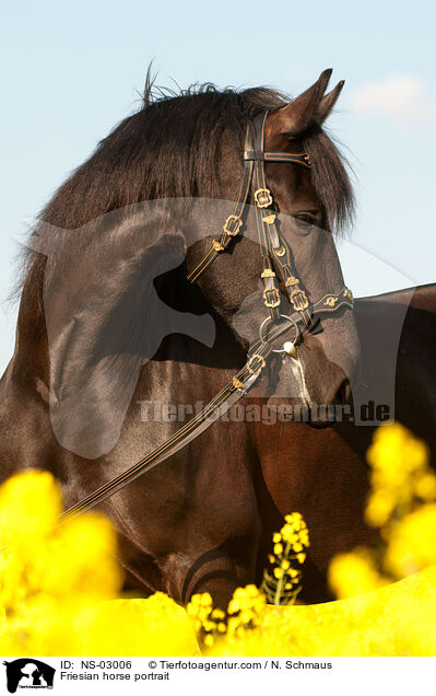 Friesian horse portrait / NS-03006