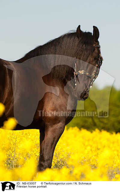 Friesian horse portrait / NS-03007