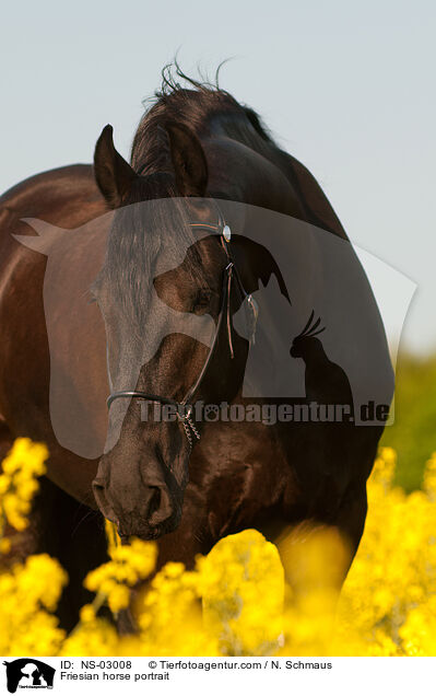 Friesian horse portrait / NS-03008