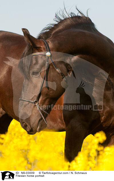 Friesian horse portrait / NS-03009