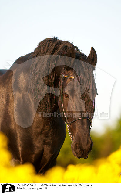 Friesian horse portrait / NS-03011