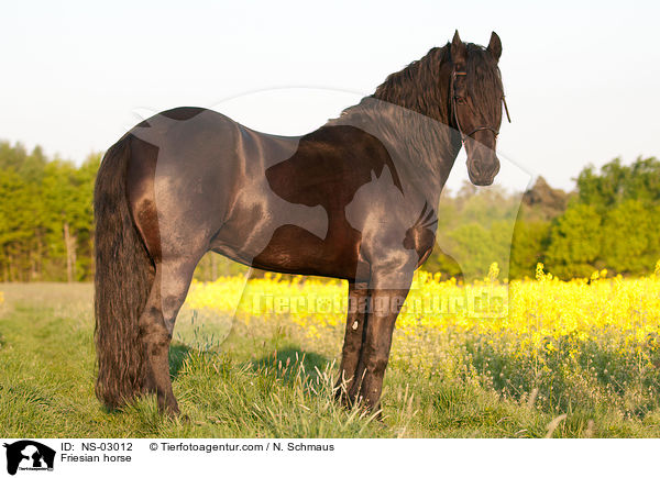 Friesian horse / NS-03012