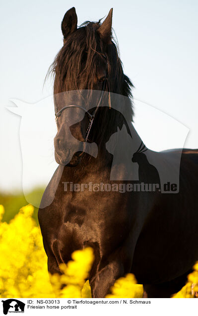 Friesian horse portrait / NS-03013