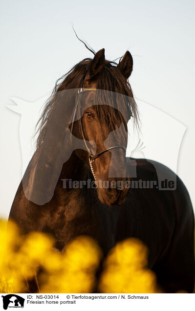 Friesian horse portrait / NS-03014