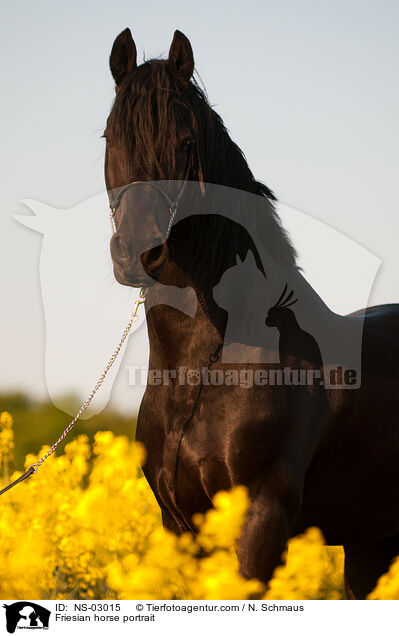 Friesian horse portrait / NS-03015
