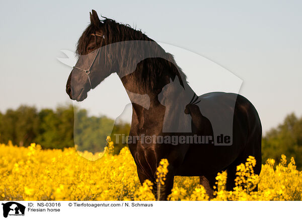 Friesian horse / NS-03016