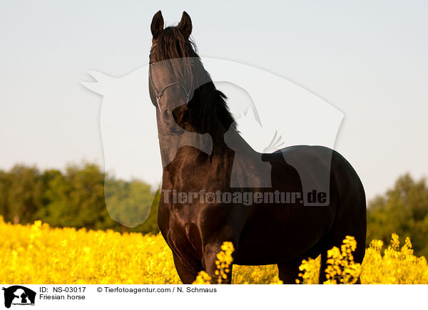 Friesian horse / NS-03017