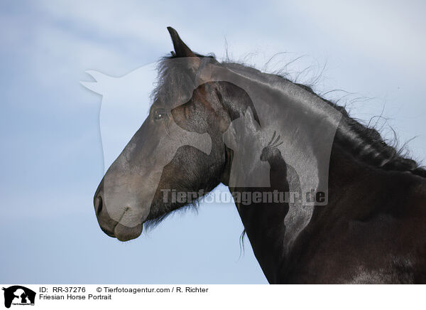 Friesian Horse Portrait / RR-37276