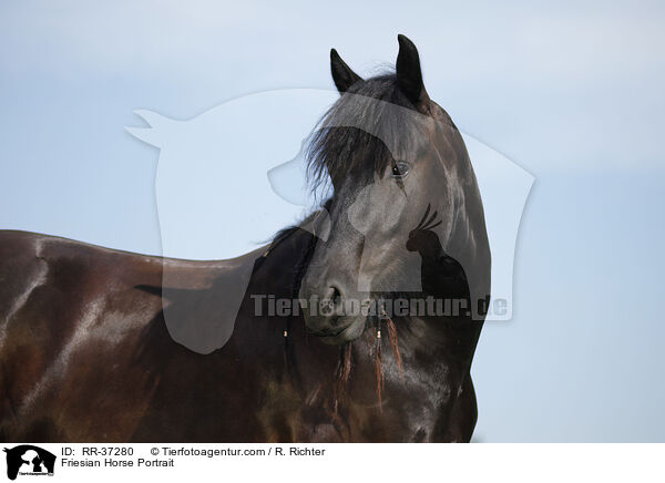 Friesian Horse Portrait / RR-37280