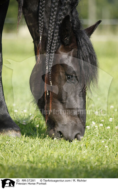 Friesian Horse Portrait / RR-37281