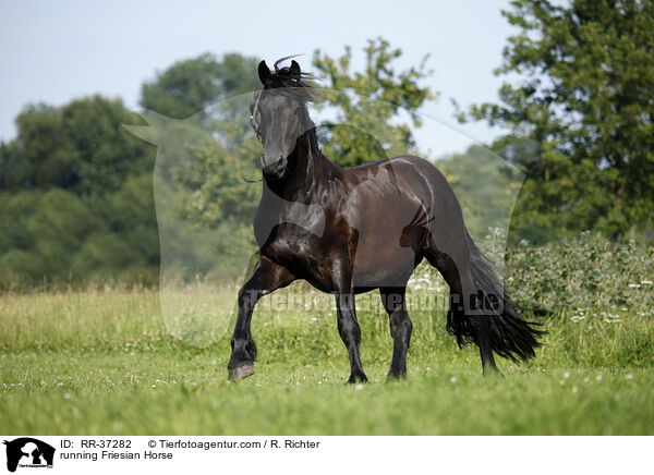 running Friesian Horse / RR-37282