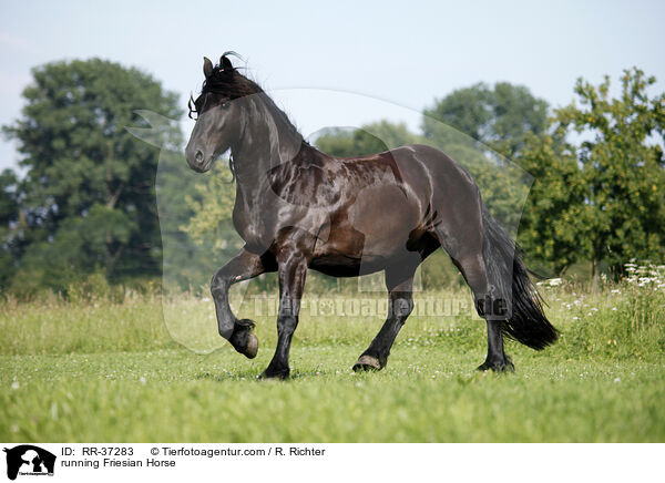 running Friesian Horse / RR-37283