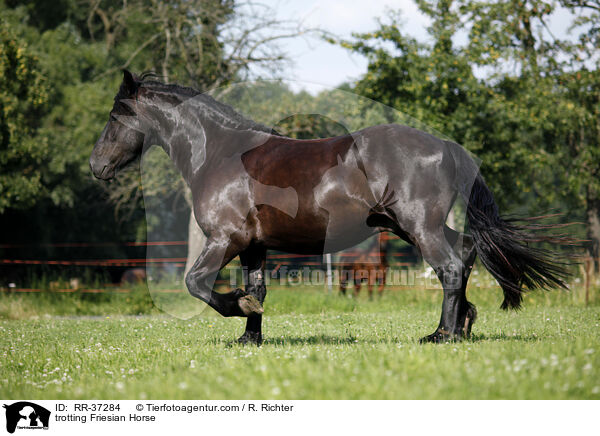 trotting Friesian Horse / RR-37284