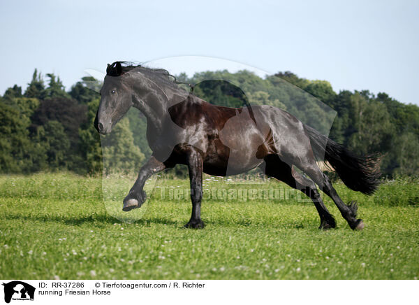 running Friesian Horse / RR-37286