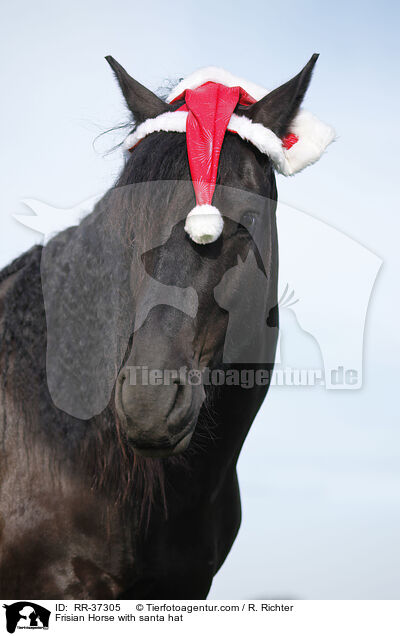 Frisian Horse with santa hat / RR-37305