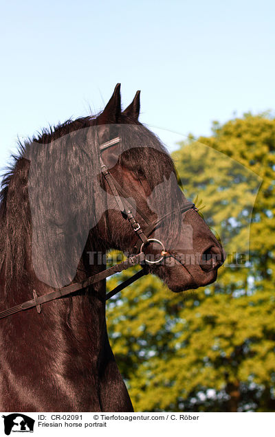 Friesian horse portrait / CR-02091