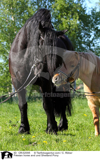 Friesian horse and und Shetland Pony / CR-02095