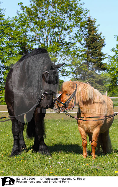 Friesian horse and und Shetland Pony / CR-02096