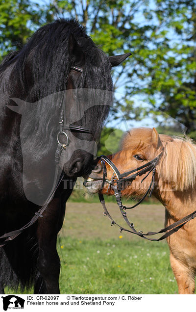 Friesian horse and und Shetland Pony / CR-02097