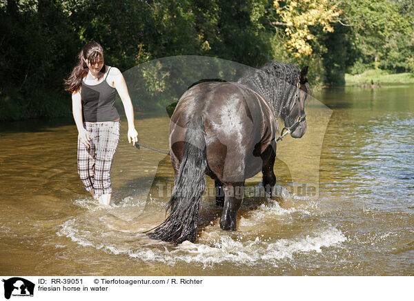 friesian horse in water / RR-39051