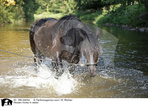 friesian horse in water / RR-39052