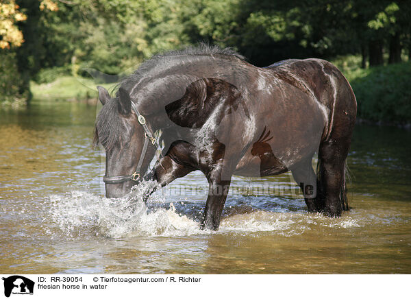 friesian horse in water / RR-39054