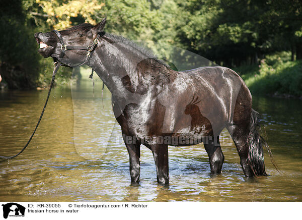 friesian horse in water / RR-39055