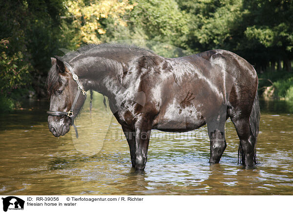 friesian horse in water / RR-39056