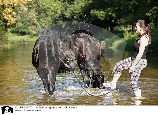 friesian horse in water / RR-39057