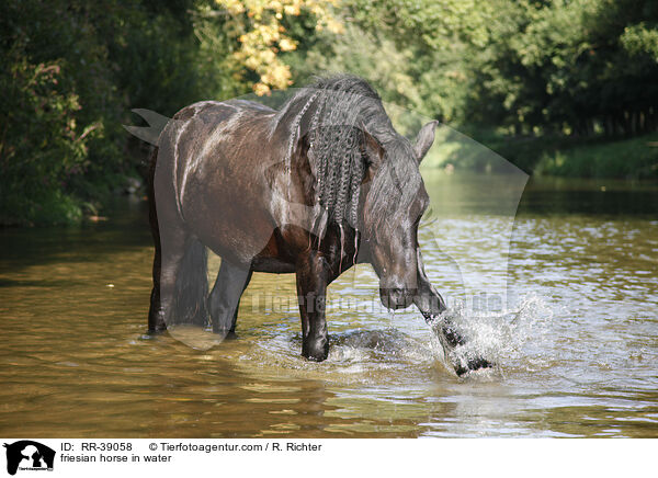 friesian horse in water / RR-39058