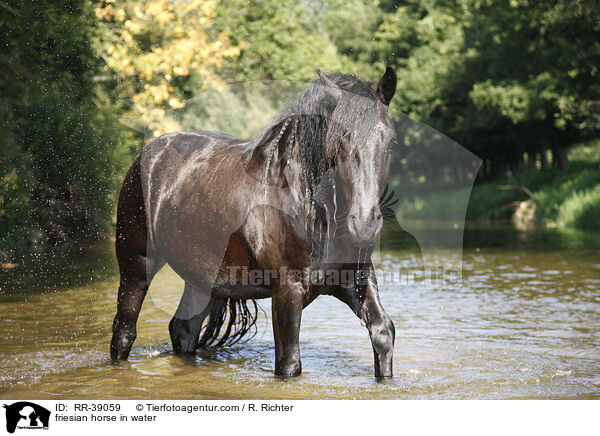 friesian horse in water / RR-39059