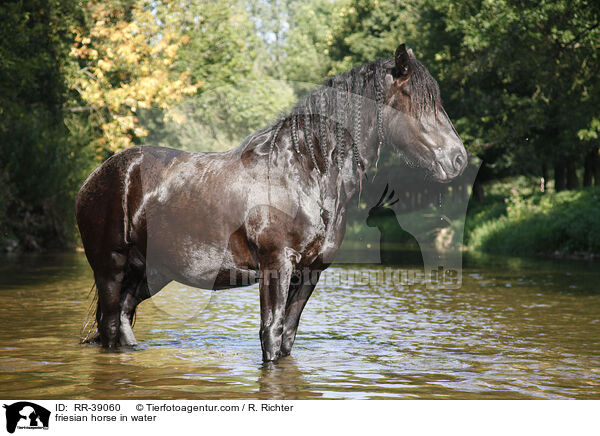 friesian horse in water / RR-39060