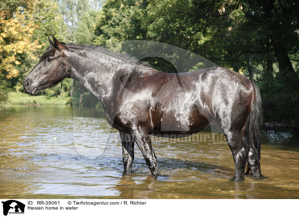 friesian horse in water / RR-39061