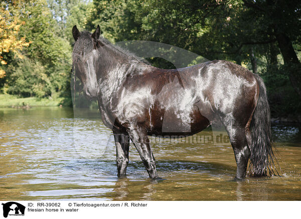friesian horse in water / RR-39062