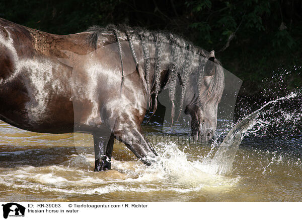 friesian horse in water / RR-39063