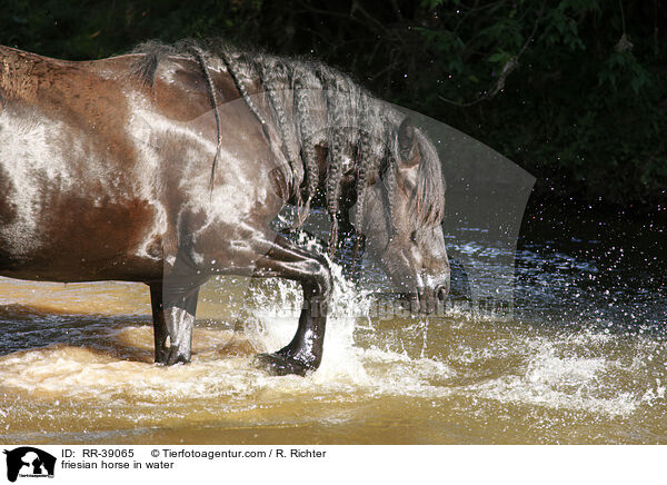 friesian horse in water / RR-39065