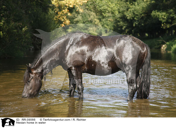 friesian horse in water / RR-39066