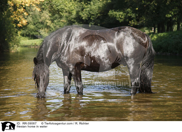 friesian horse in water / RR-39067