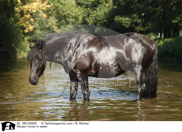 friesian horse in water / RR-39068
