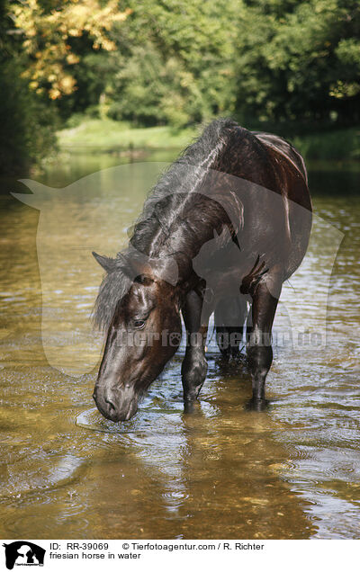 friesian horse in water / RR-39069