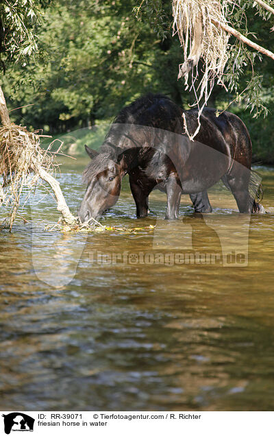 friesian horse in water / RR-39071