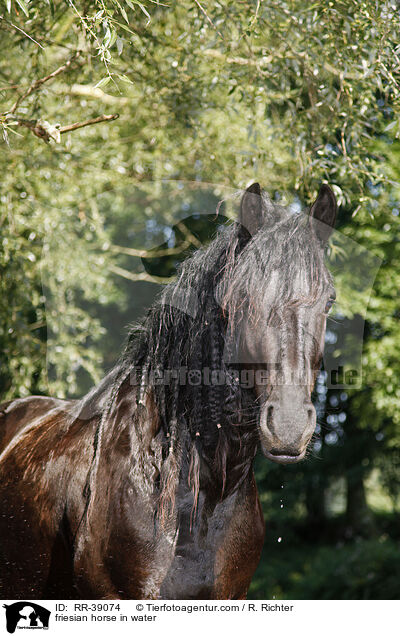 friesian horse in water / RR-39074
