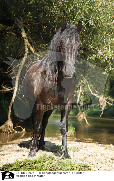 friesian horse in water / RR-39075